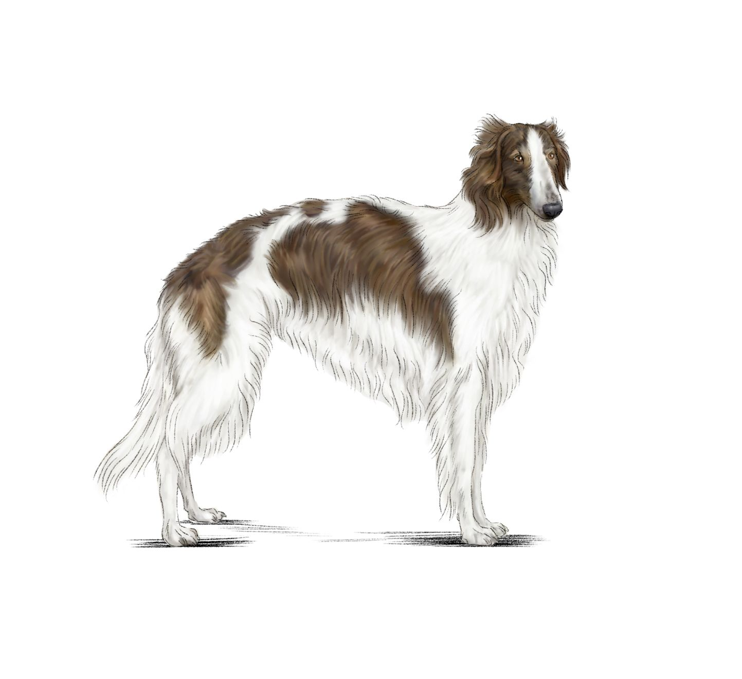 Illustration of a Borzoi