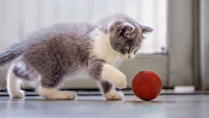 Kitten playing with a red ball