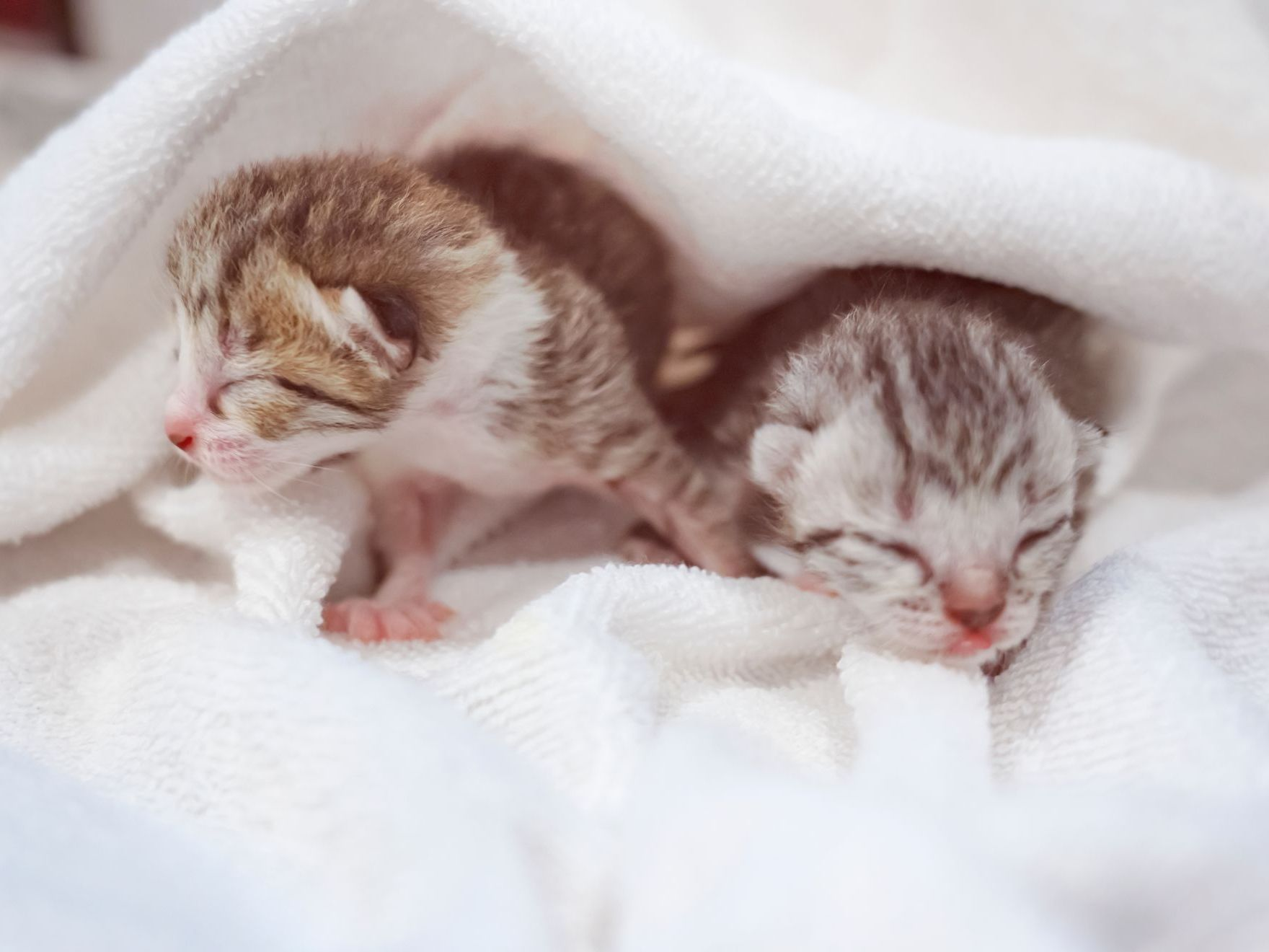 Deux petits chatons scottish fold nouveau-nés dans une couverture blanche