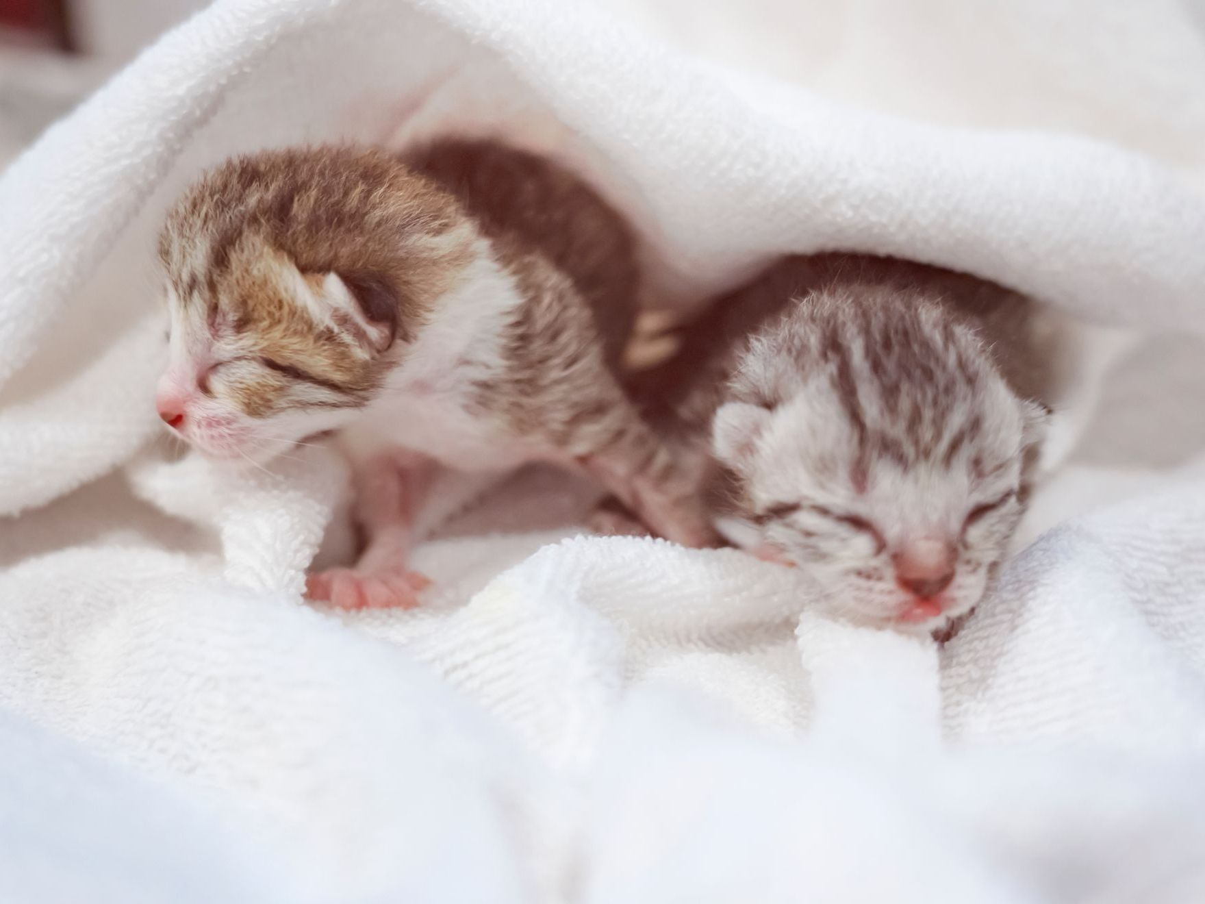 Two small Scottish Fold newborn kittens in white blanket