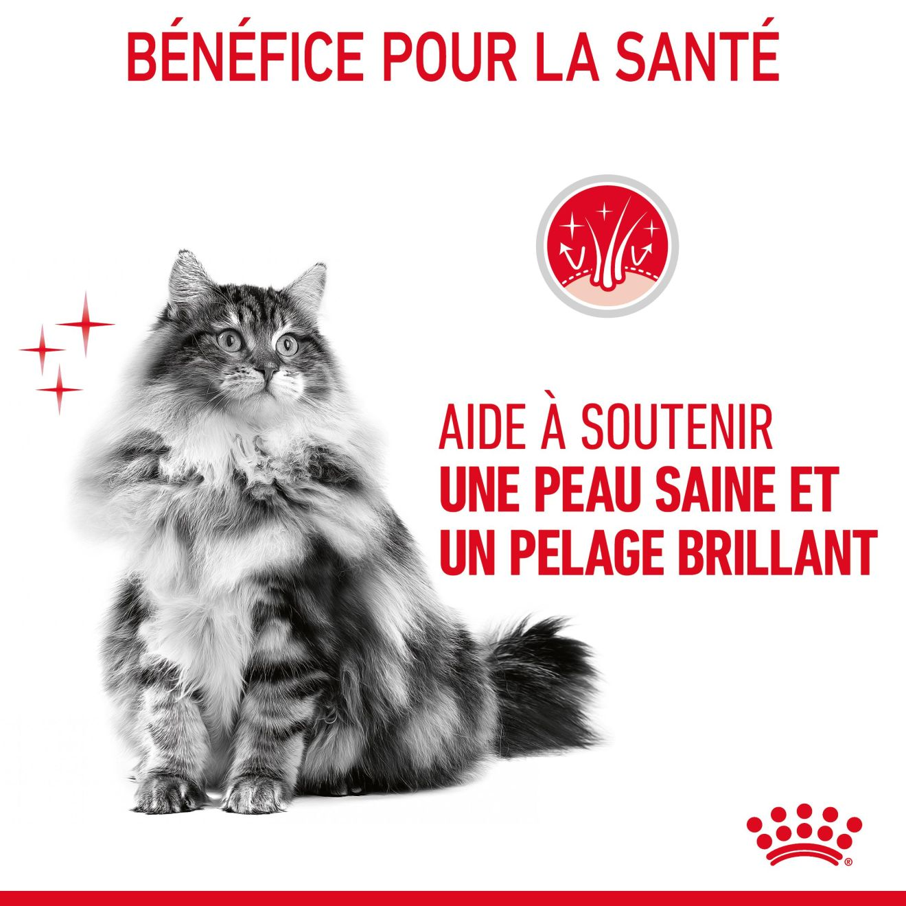 Hair & Skin Care Jelly (émincés en gelée) 