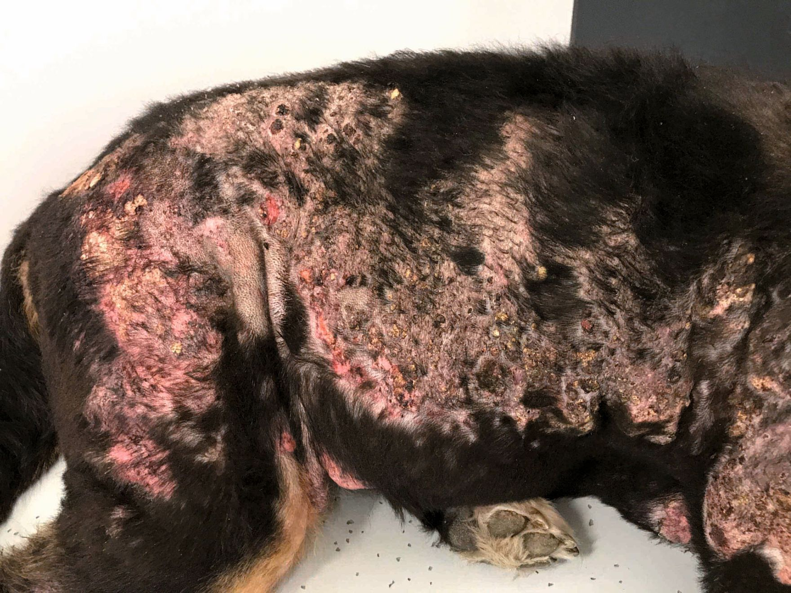 Severe iatrogenic calcinosis cutis in a four-year-old Bernese Mountain dog.