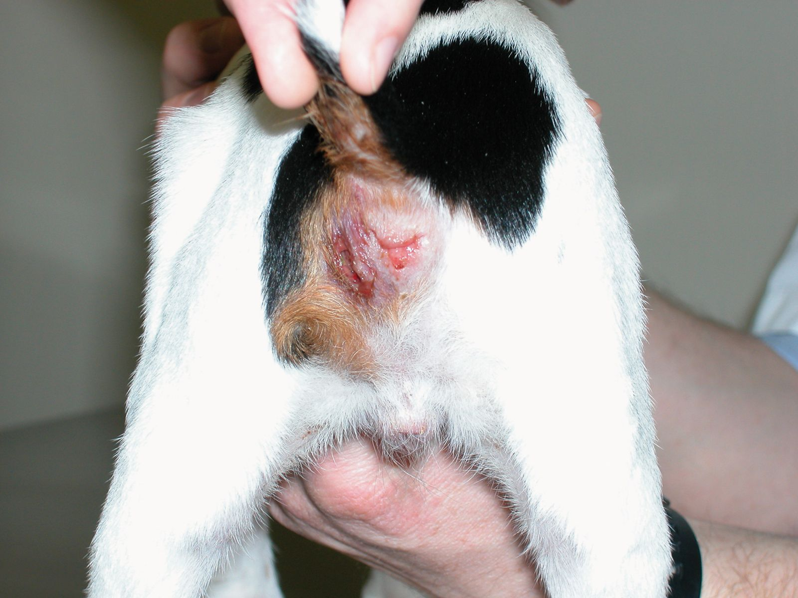 Figure 5. Panniculite avec fistulisation chez un chiot atteint de cellulite juvnile. Robert Kennis