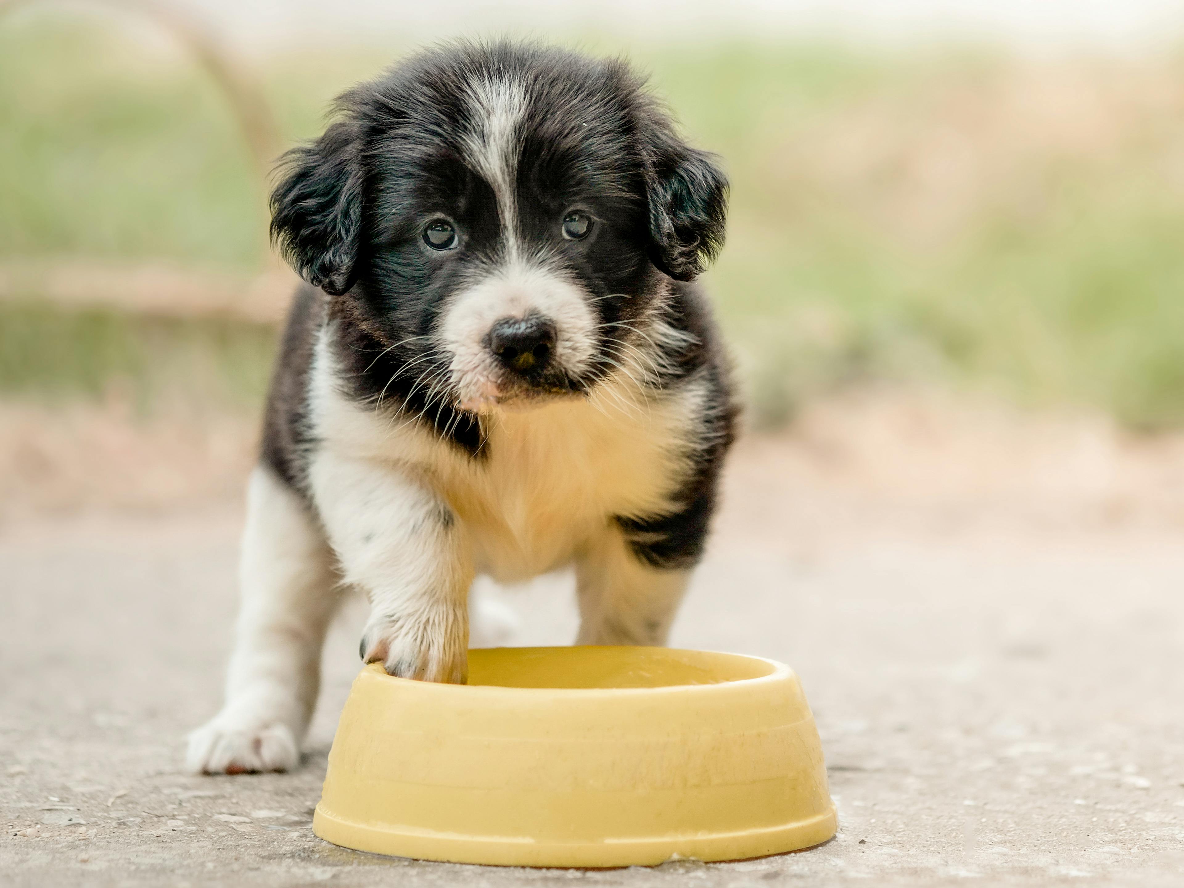 Puppy standing outdoors next to a feeding bowl