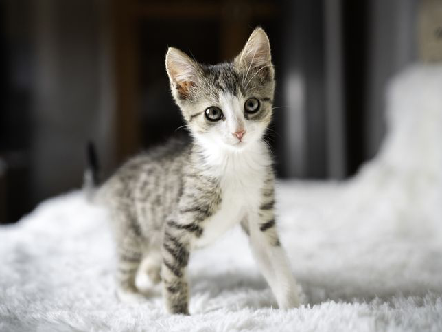 Curious kitten stands on a bed covered with a white blanket