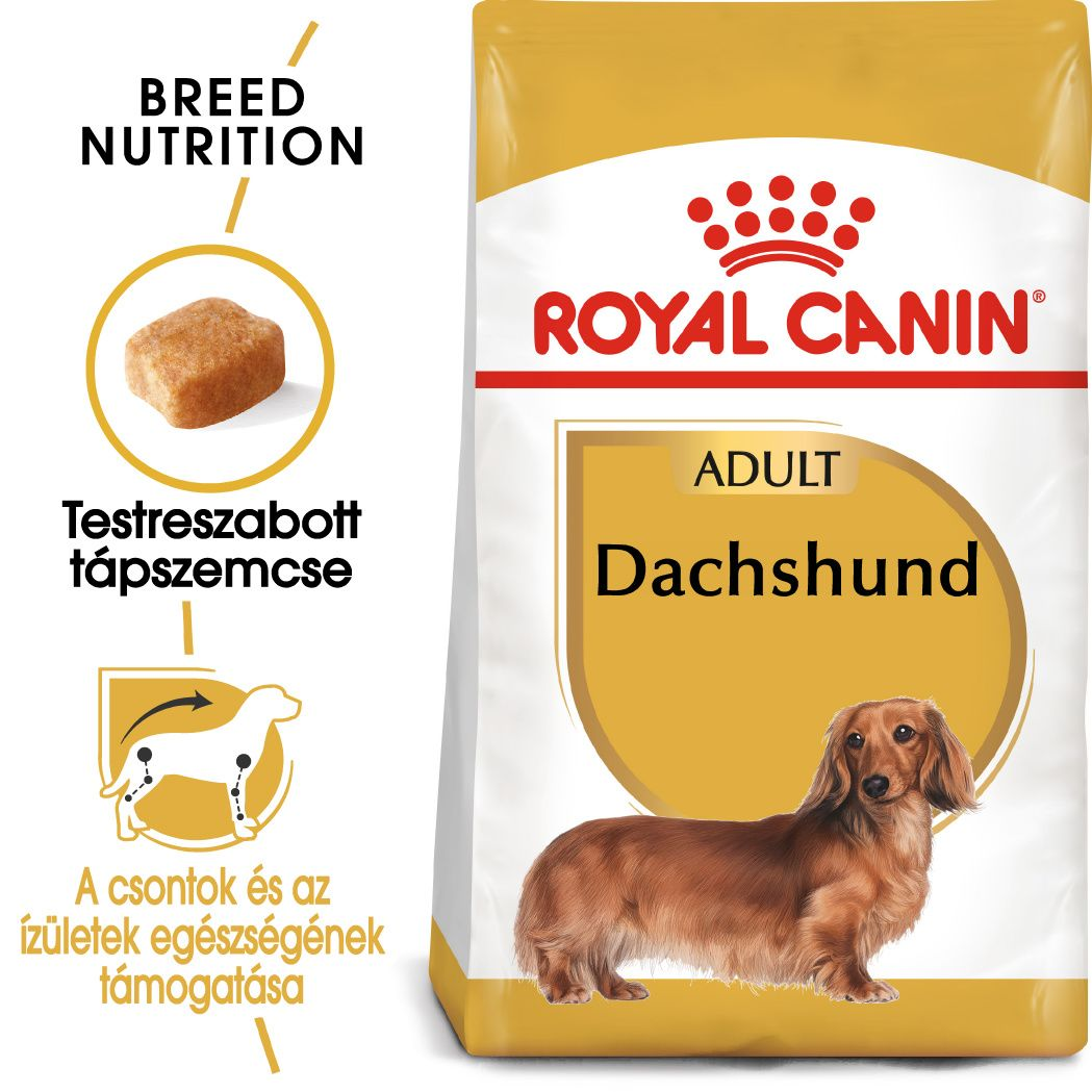 Dachshund adult