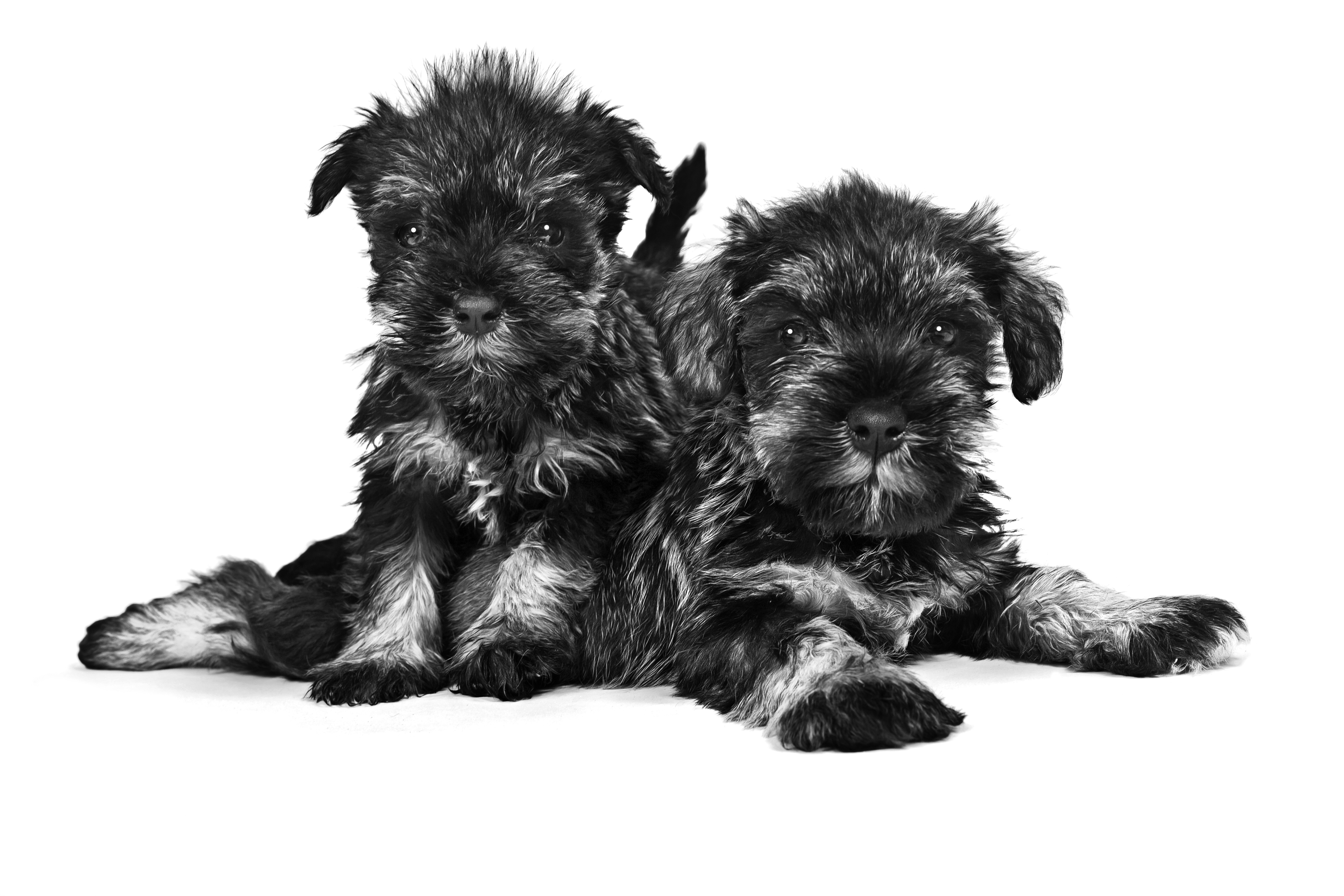 2 miniature schnauzer puppies - black and white image