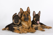 Le Caract re Du Berger Allemand Royal Canin FR