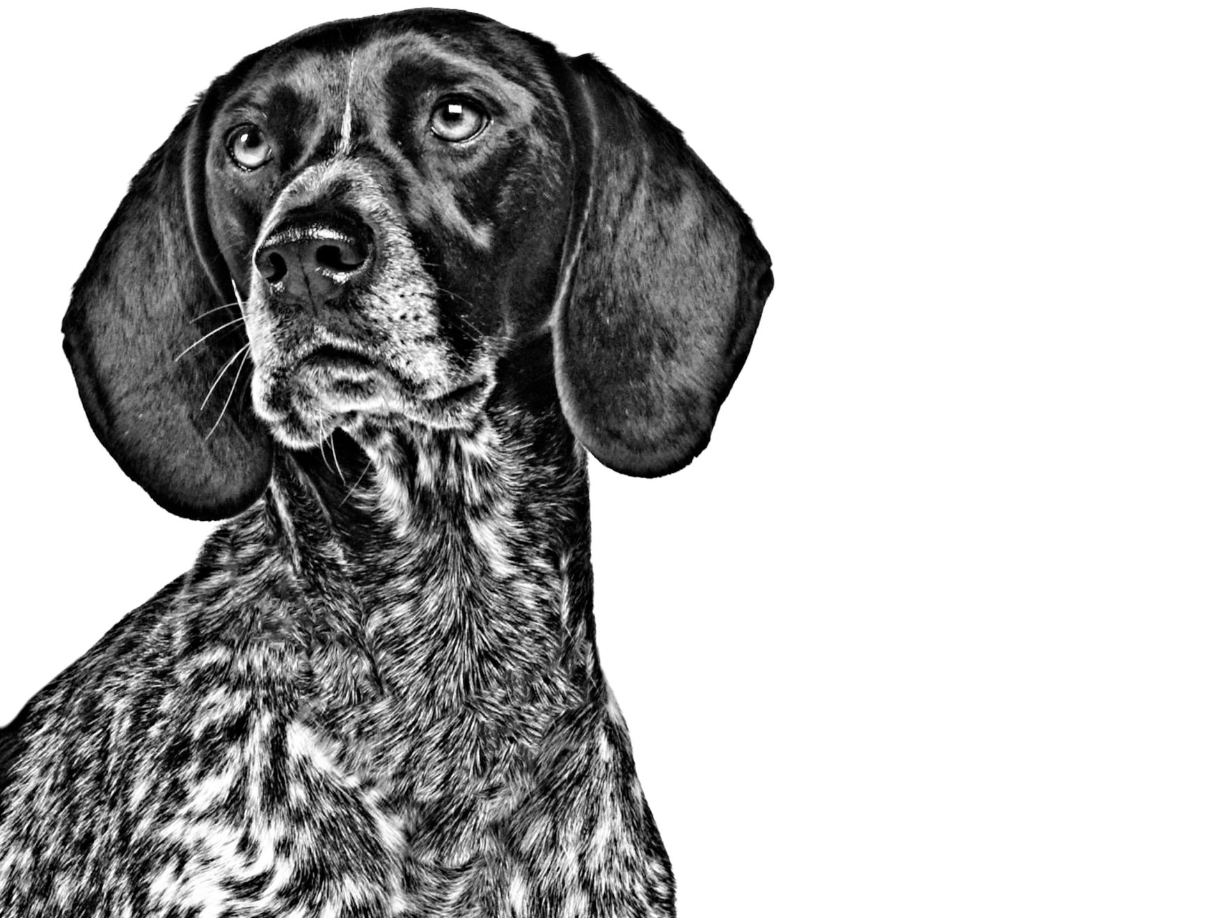 Auvergne Pointer adult in black and white