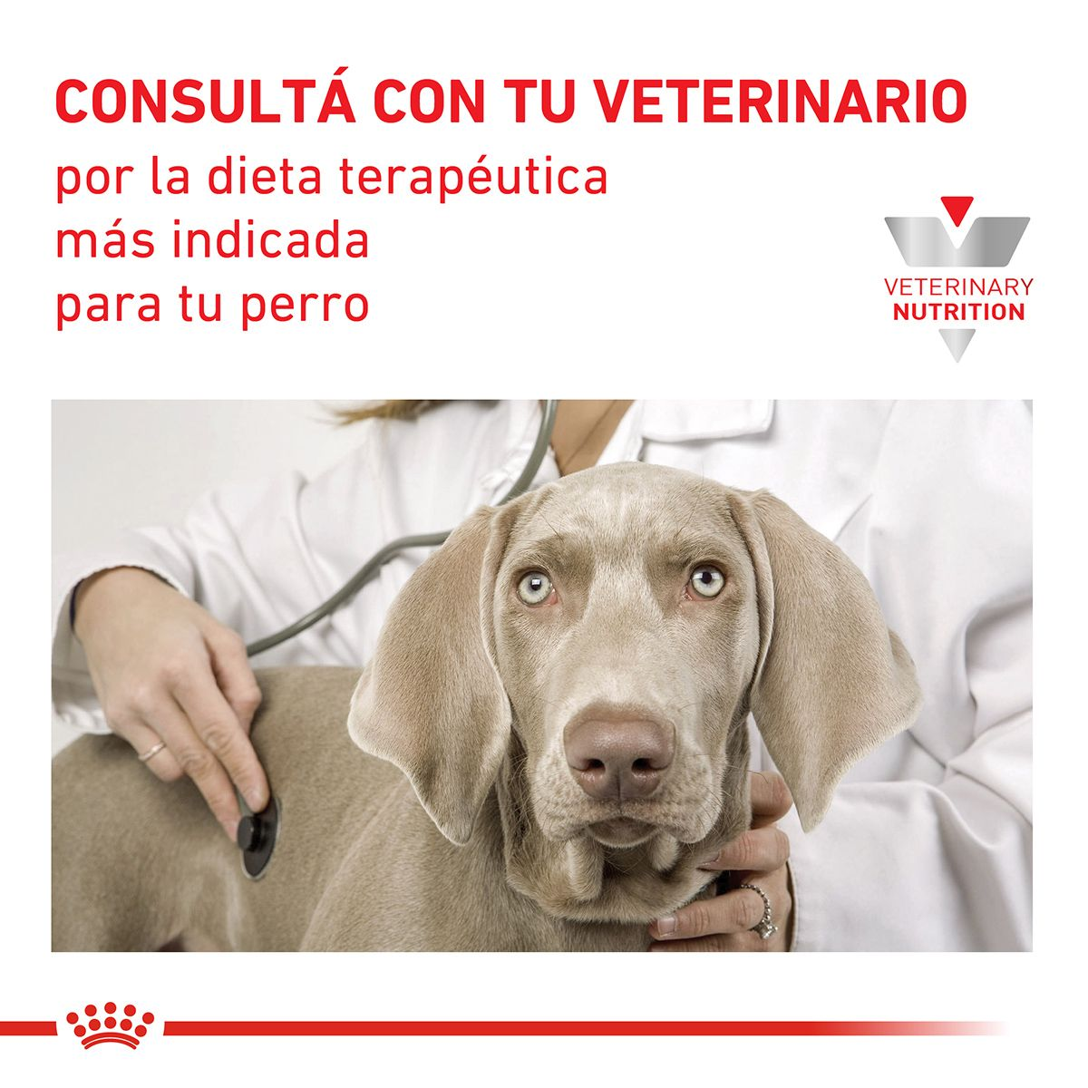 Recovery  Royal Canin Argentina