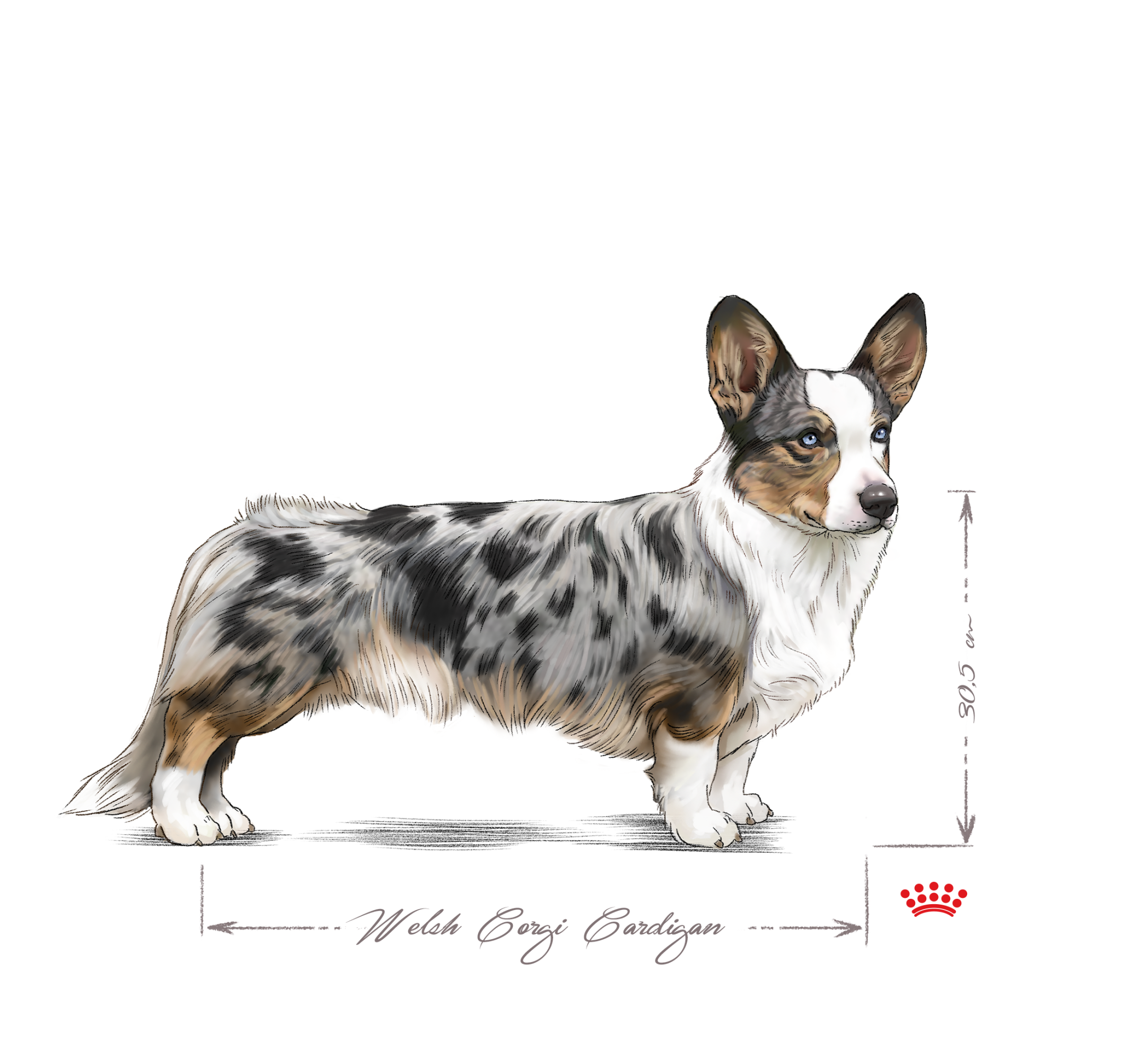 Welsh Corgi Cardigan adult black and white