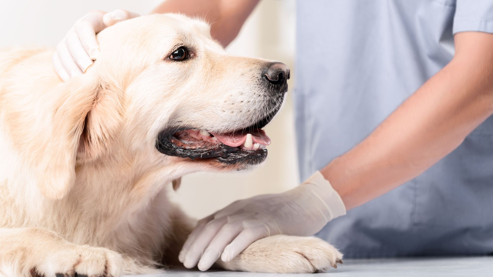Golden Retriever sitting on a table being examined by a vet