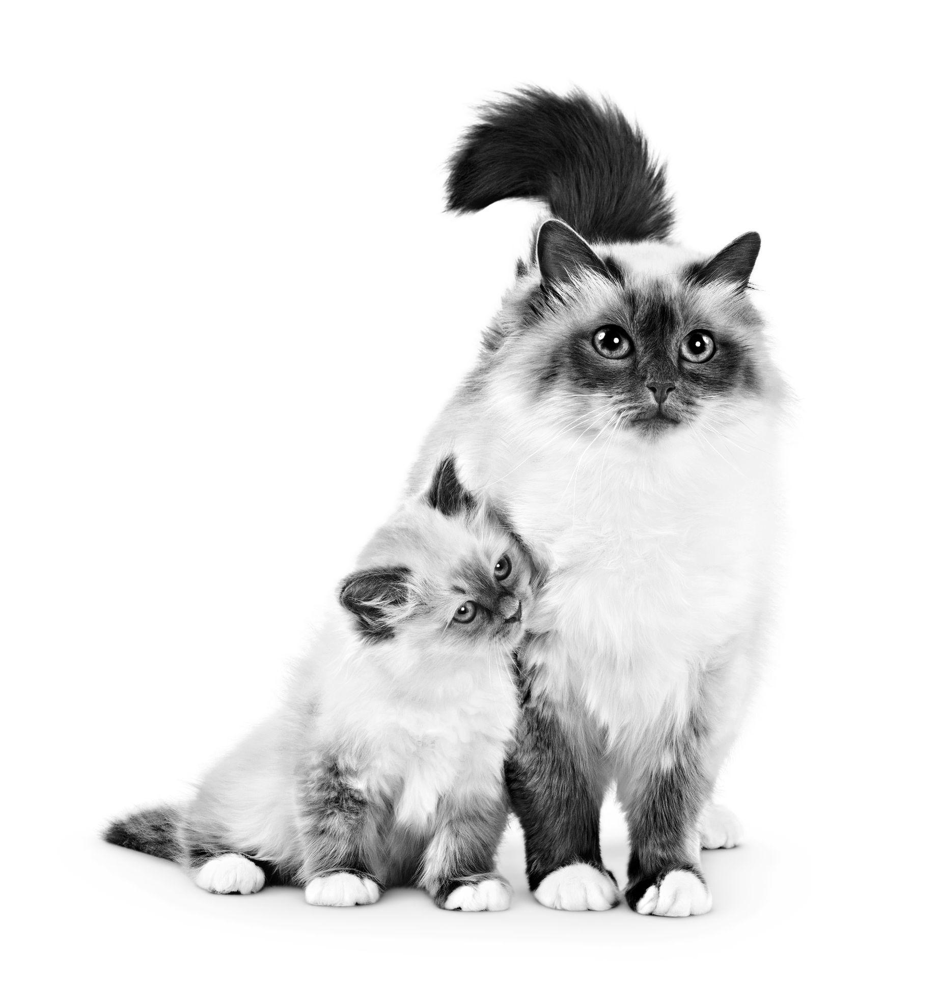 Sacred Birman kitten and mother sitting together