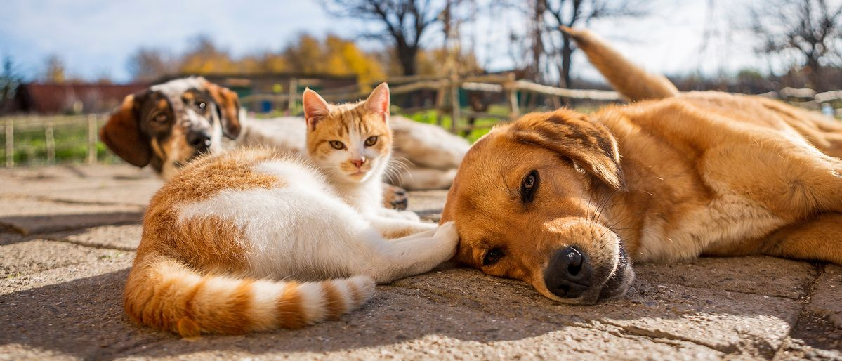 Britain’s pets in the heatwave: advice on feeding your pet in the heat