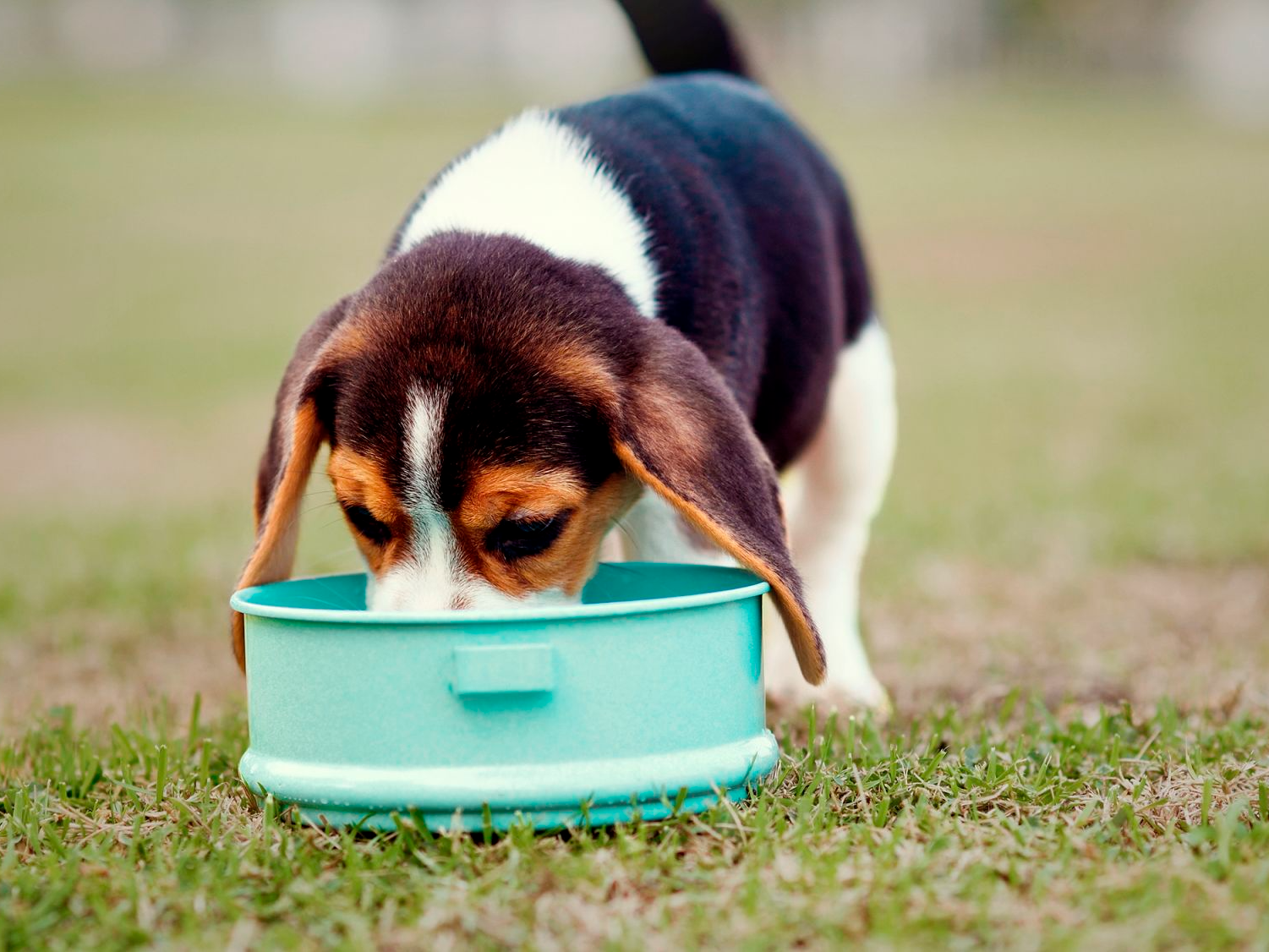 Puppy Beagle standing outside in a garden eating from a small bowl.