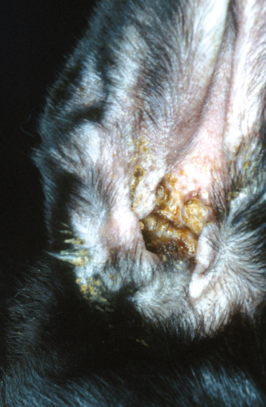 Figure 2. Crotes dans loreille dun chiot atteint de cellulite juvnile. Robert Kennis
