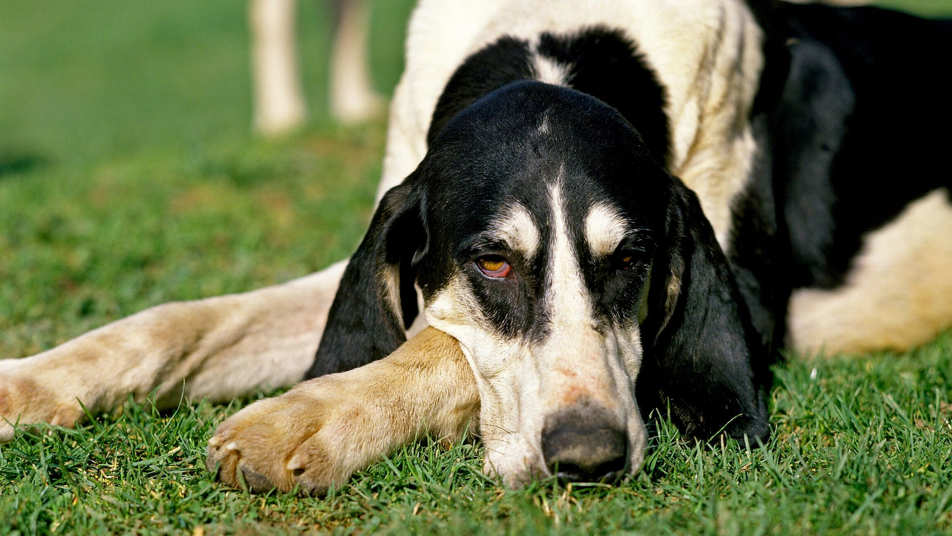 Great Anglo Francais Black and White Hound laying on grass, head resting on paw