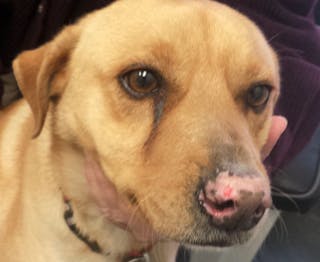 A mild form of discoid lupus erythematosus in a dog with chronic sun exposure; note the loss of cobblestone architecture of the nasal planum with depigmentation and focal erosions.