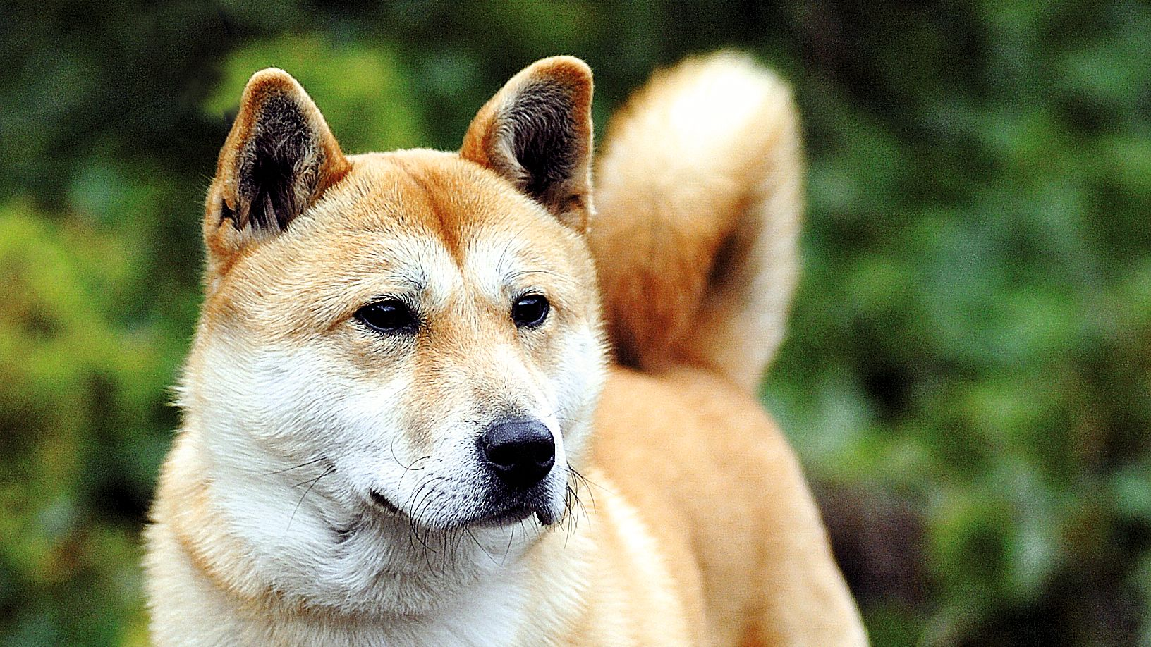 Korean Jingo Dog stood alert in front of a bush