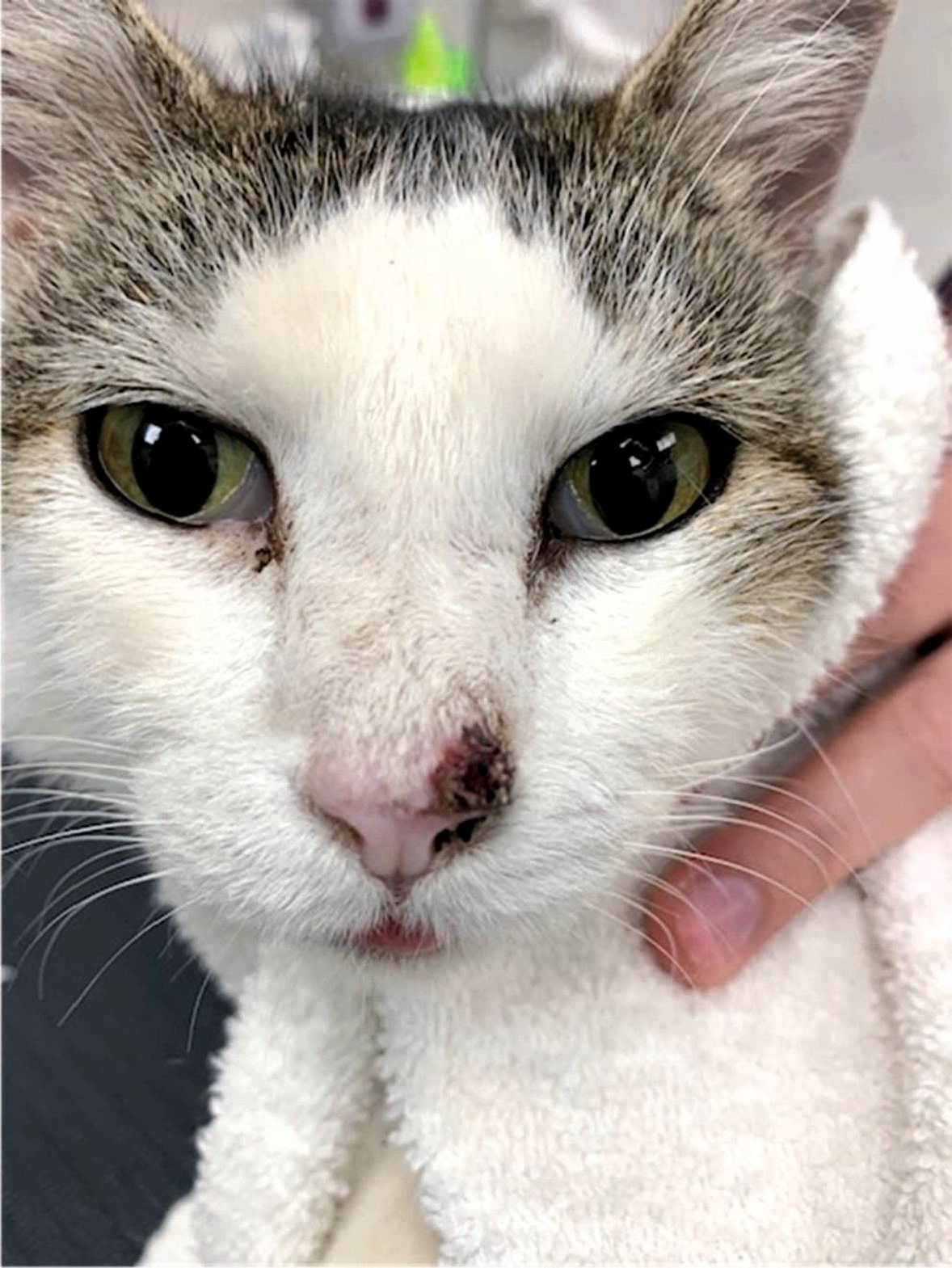 A 10-year-old female spayed DSH barn cat with a one-year history of a lesion on the left bridge of nose and nasal planum. Squamous cell carcinoma was diagnosed on biopsy.
