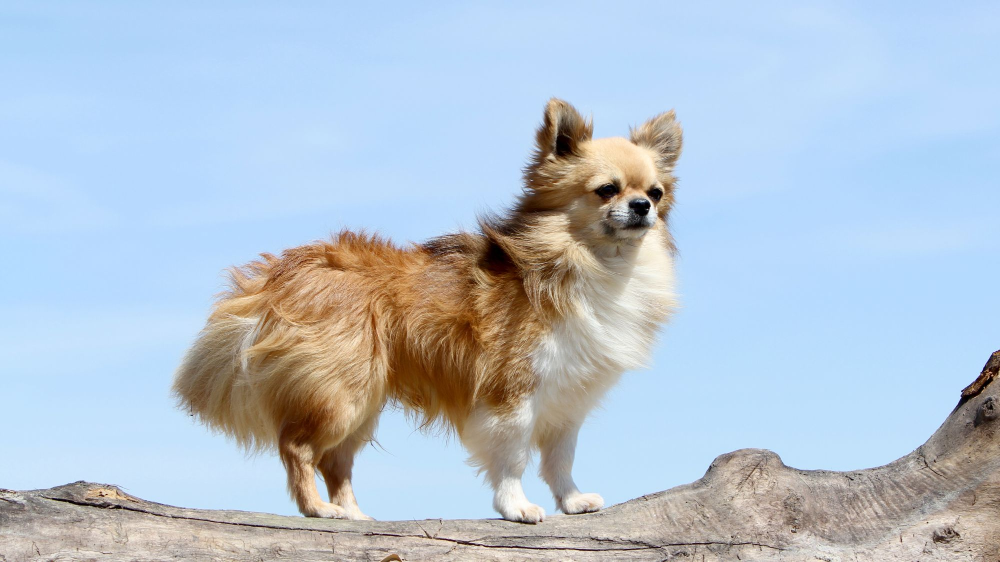 Chihuahua de Pelo Longo bege em pé sobre tronco
