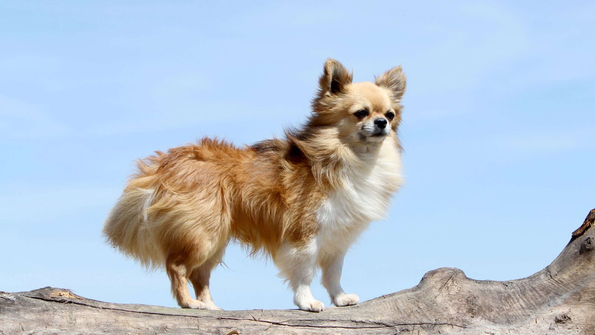 Beige langharige Chihuahua staand op een boomstam