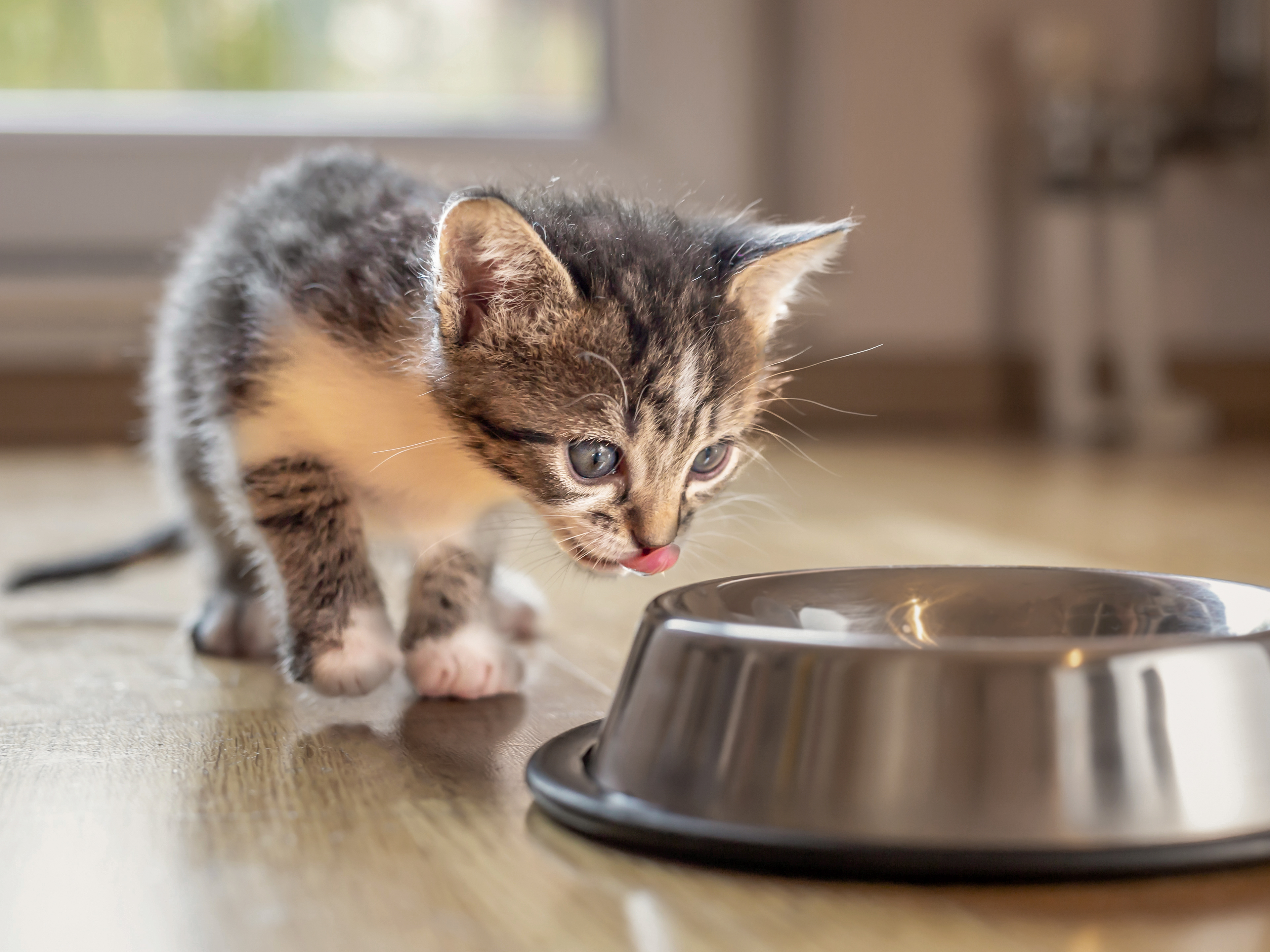 how to encourage a kitten to eat
