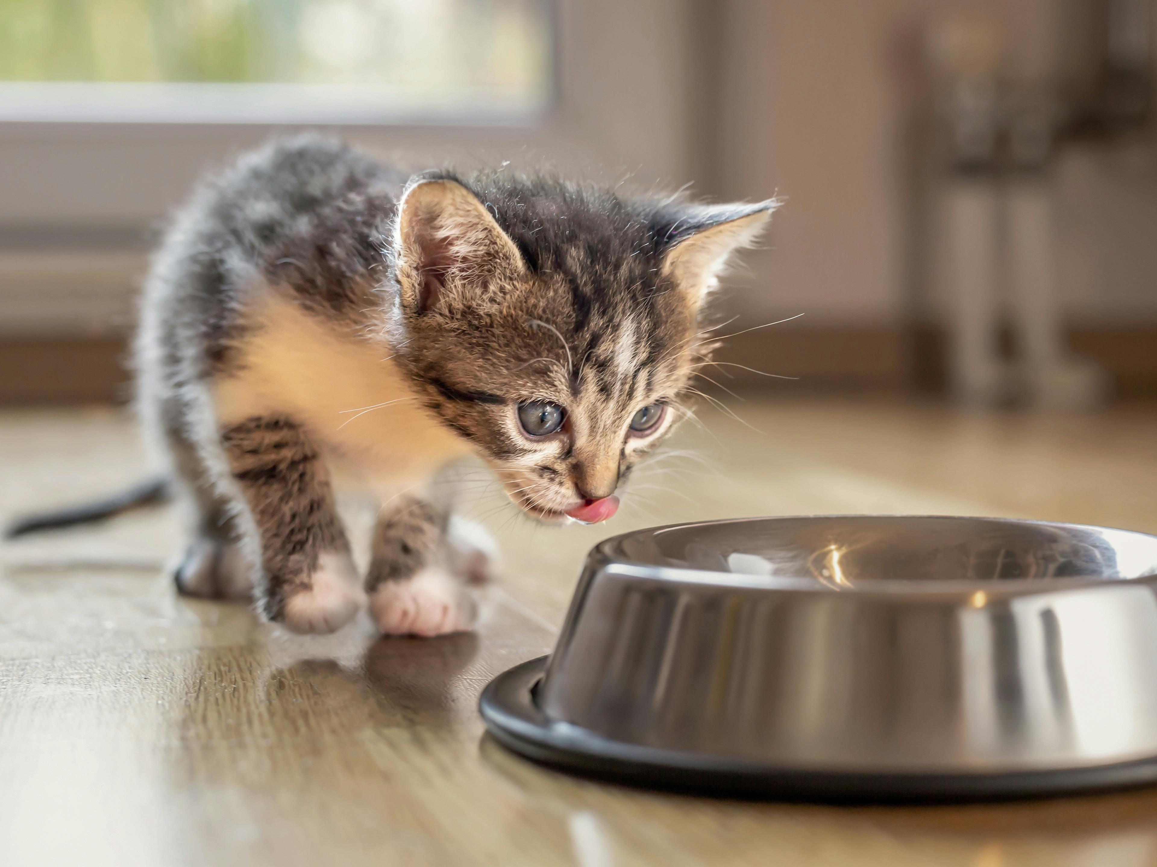 Grey kitten eating from a stainless steel feeding bowl