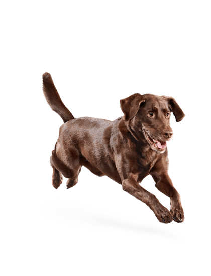 Eukanuba - Weight Control Large Breed - Facing Illustration (2019 Restage)