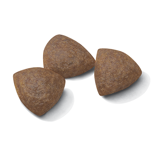 Medium Starter Mother & Babydog