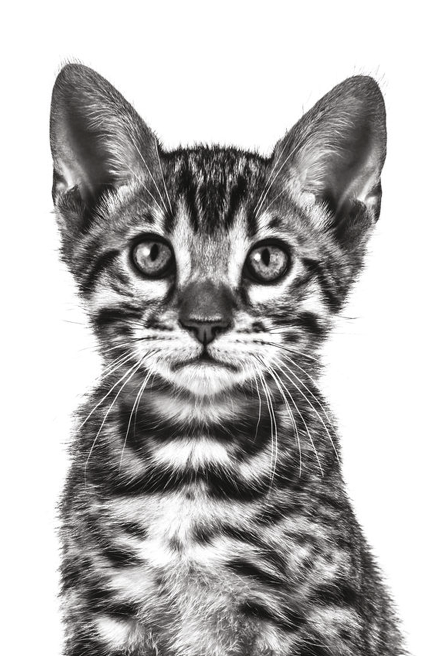 Bengal kitten in black and white on a white background