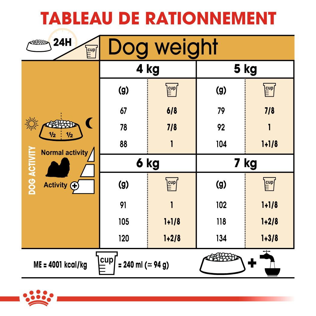 Shih Tzu Adulte