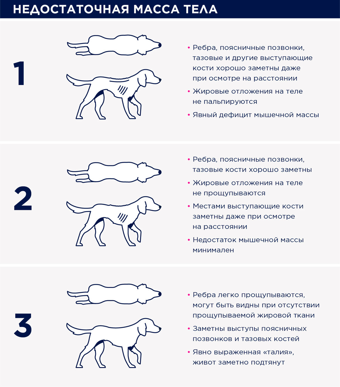 Оценка упитанности собаки | Eukanuba