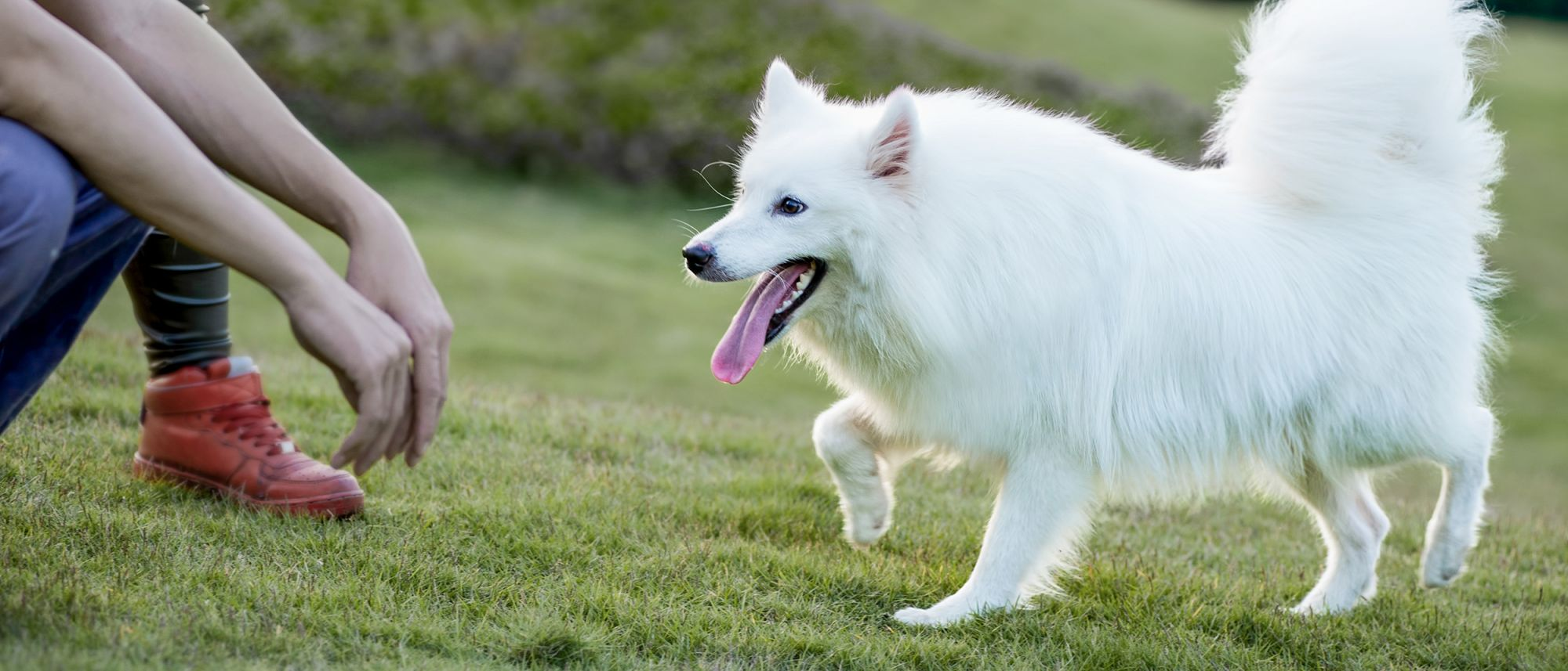 Young Samoyed dog walking towards outstretched hands in a garden