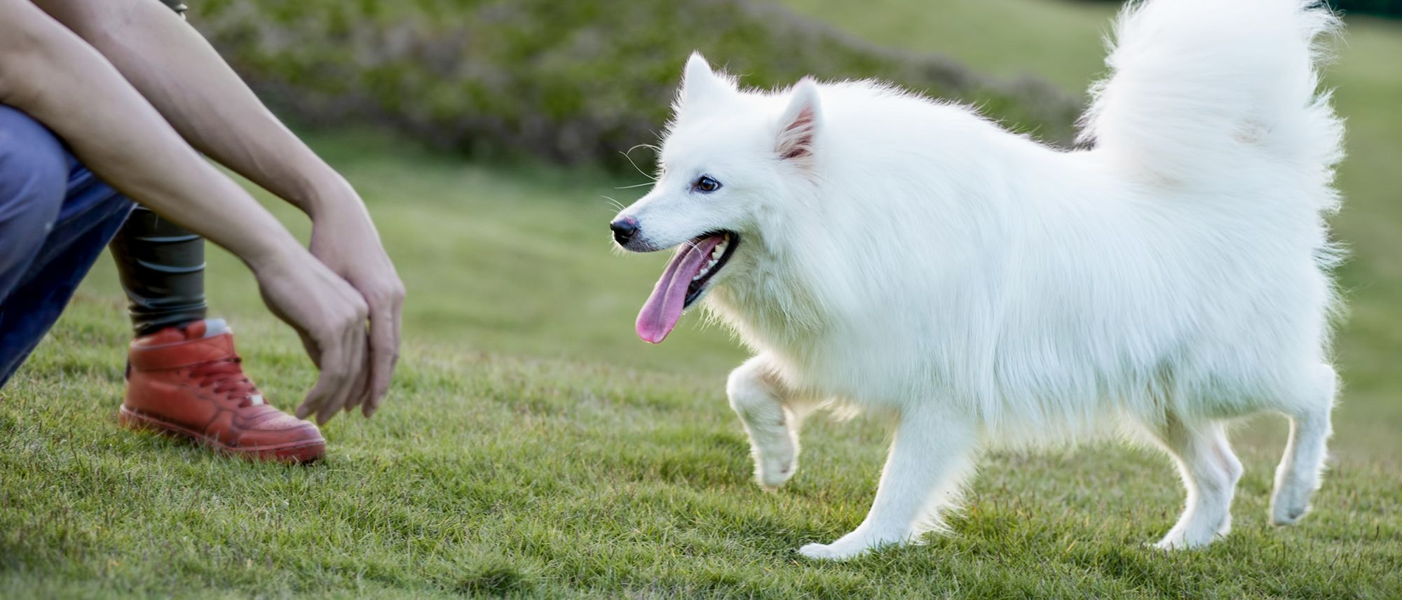 Perro Samoyedo joven caminando hacia las manos extendidas de su dueño en un jardín.