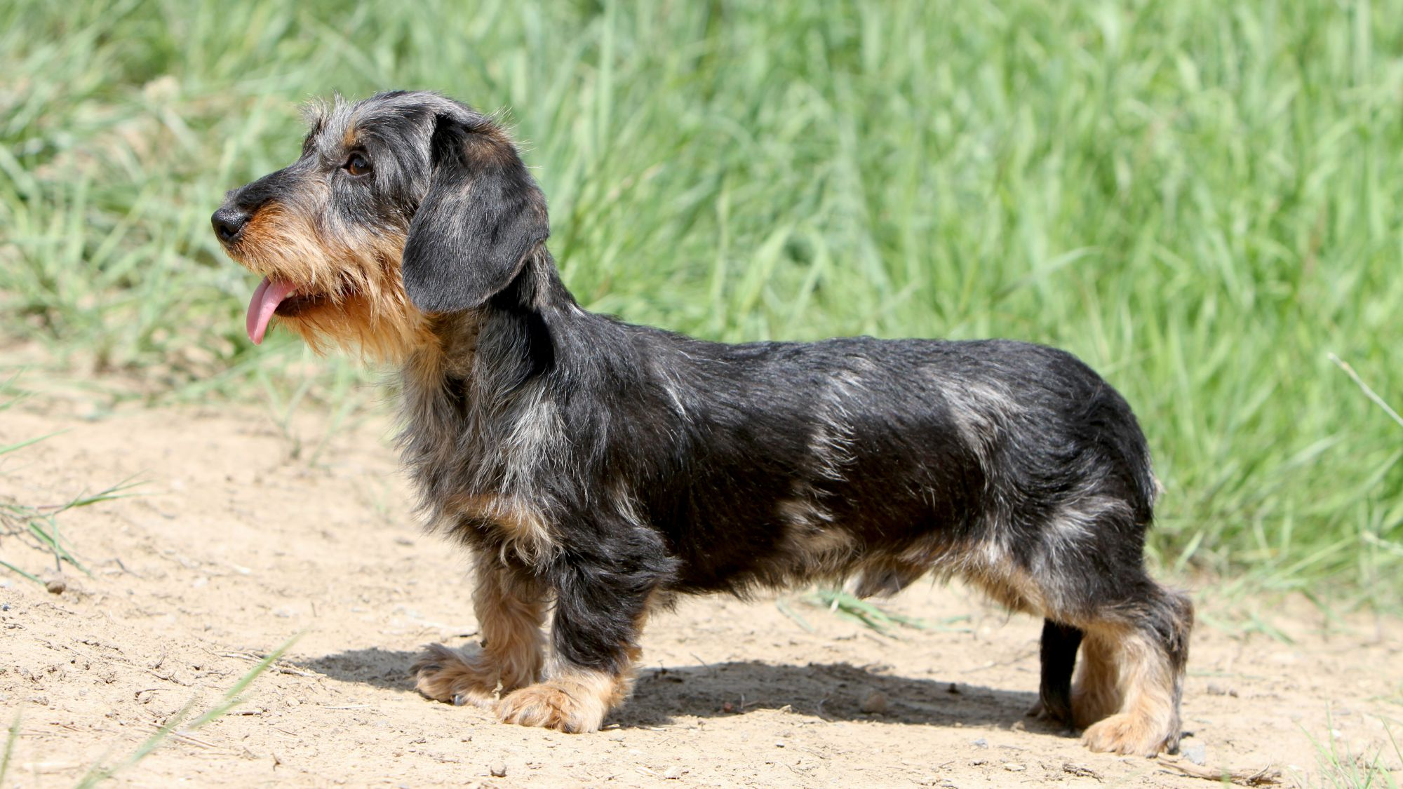 Standard Wire Haired Dachshund running on grass towards camera