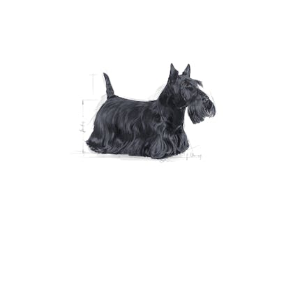 MINI_DERMACOMFORT_-_ILLUSTRATION_-_SHN_-_SPECIFIC_NEEDS_Med._Res.___Basic
