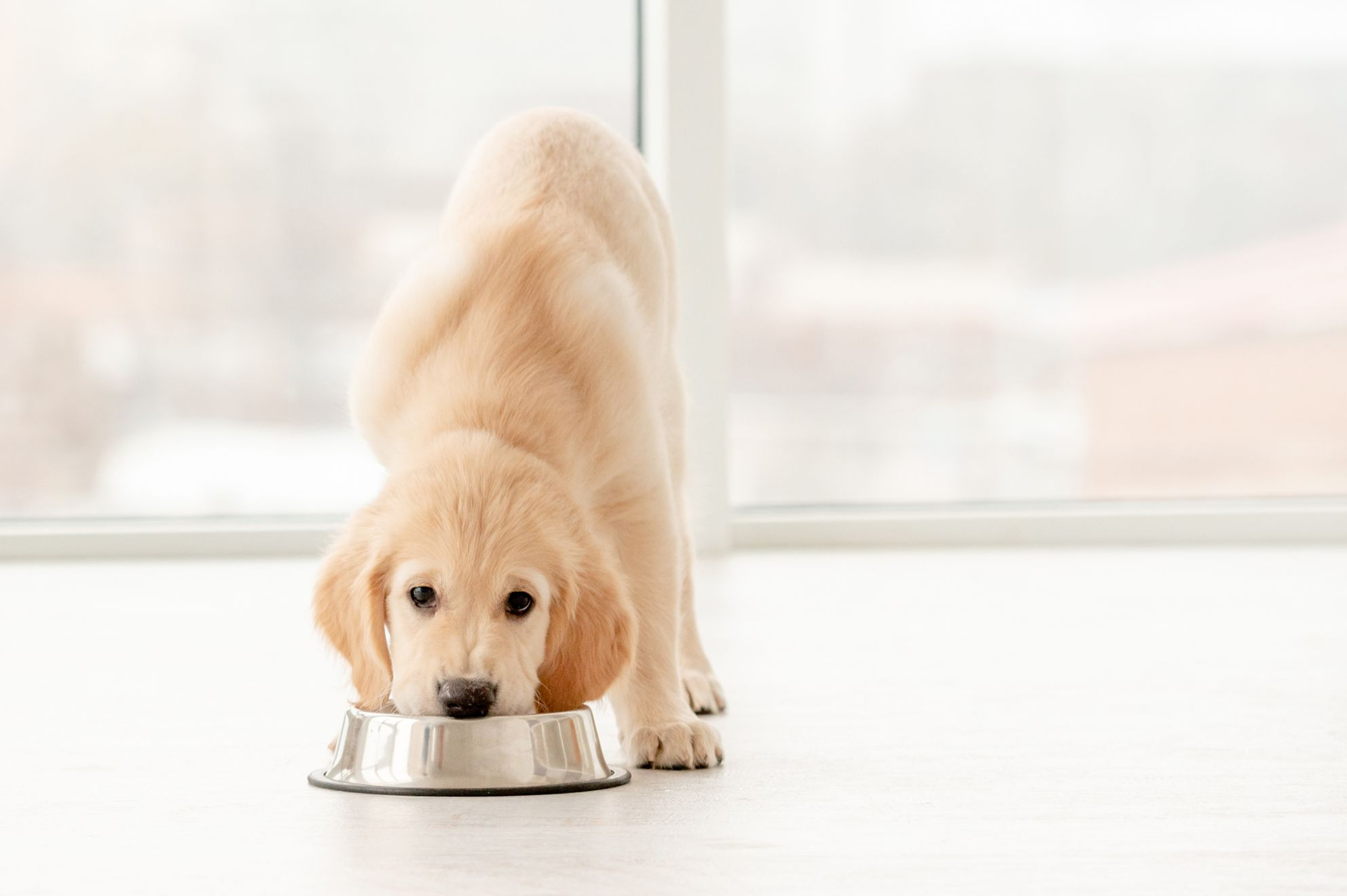 golden retriever with food bowl indoor