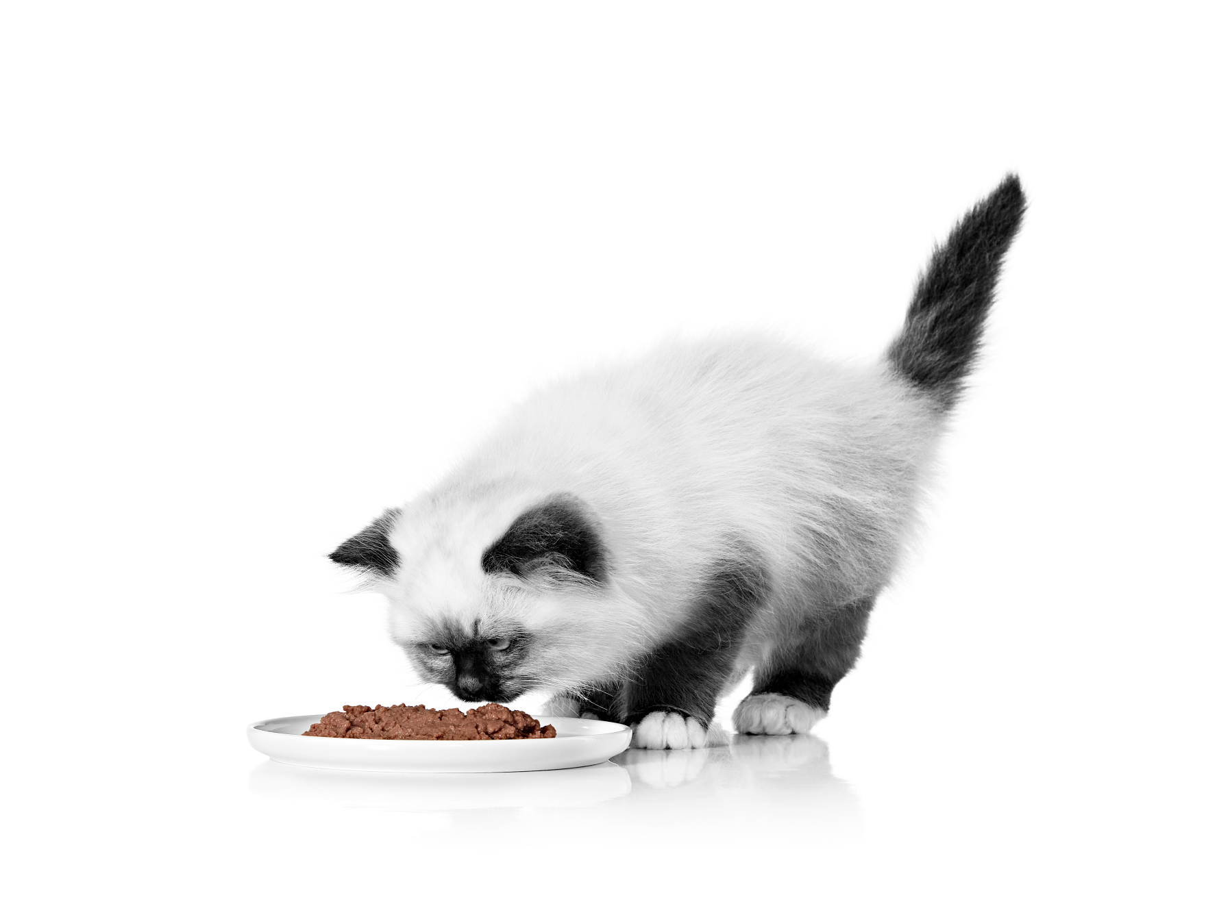 Sacred Birman black and white kitten eating