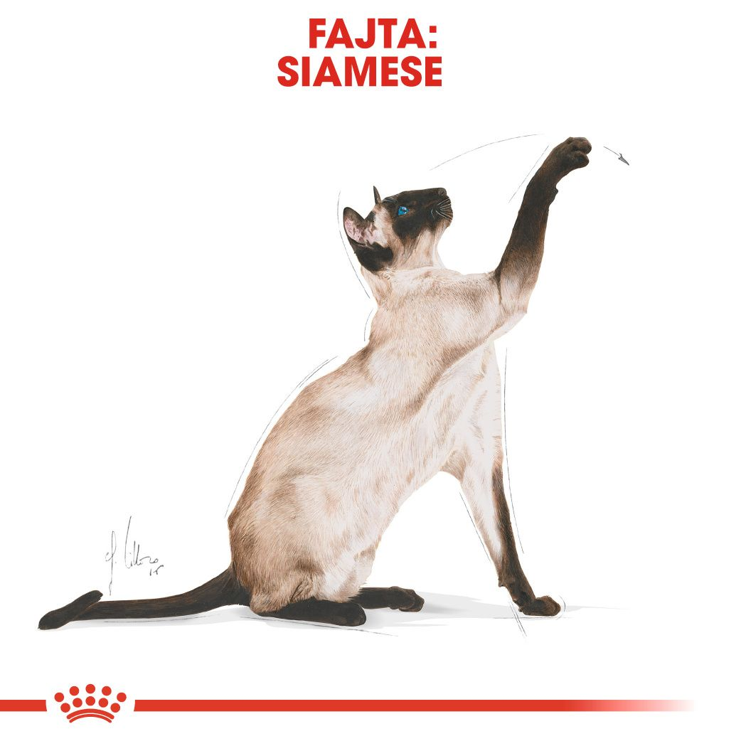 Siamese Adult