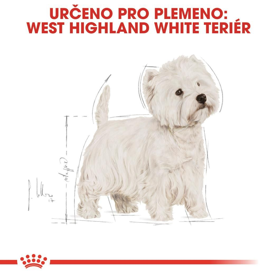 WEST HIGHLAND WHITE TERRIER Adult