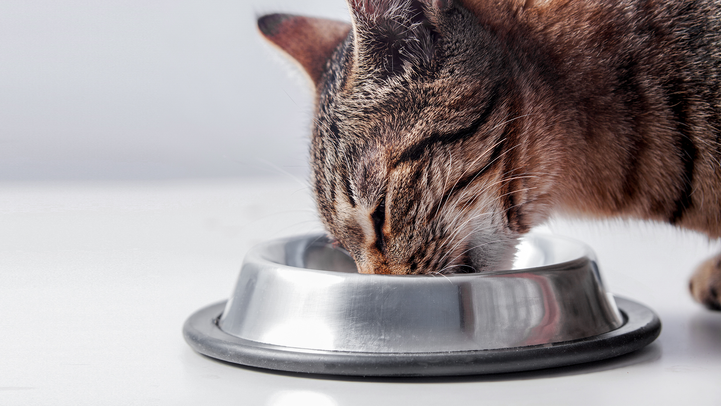 Voksen katt som står innendørs og spiser fra en sølvfarget skål.