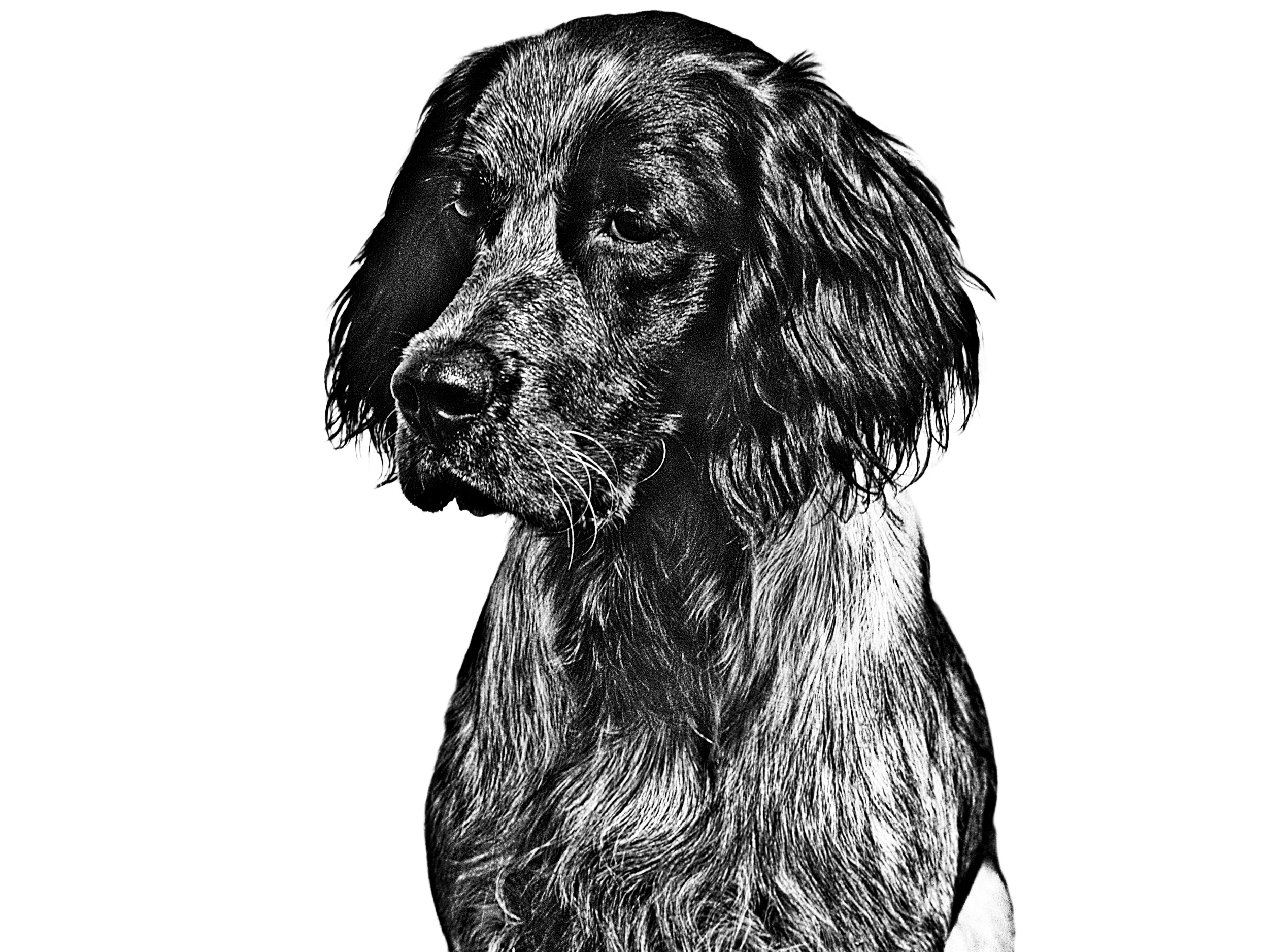 Blue Picardy Spaniel adult black and white