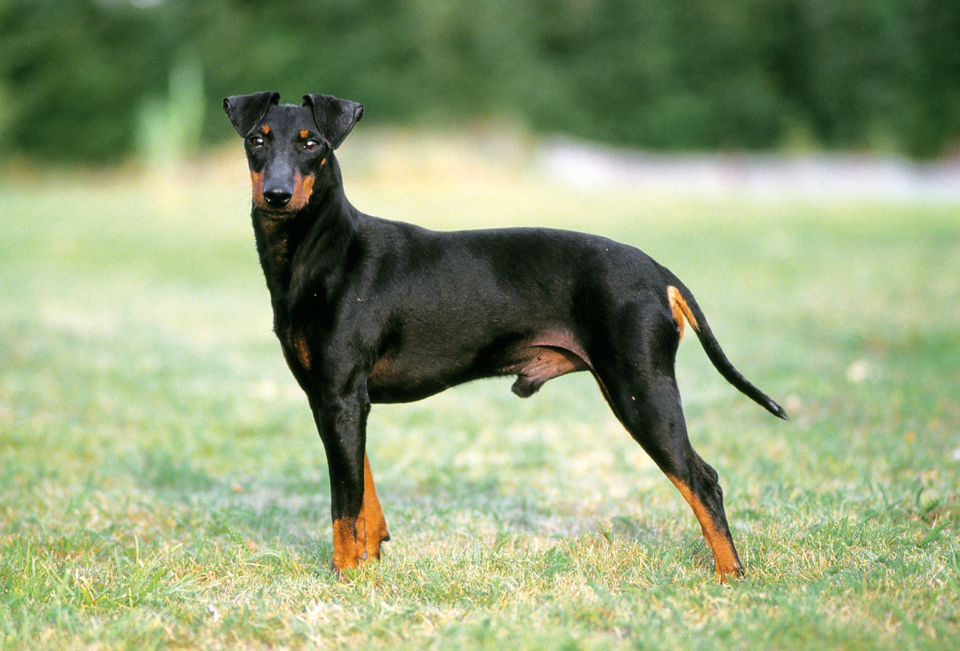 Side view of Manchester Terrier standing on grass looking at camera