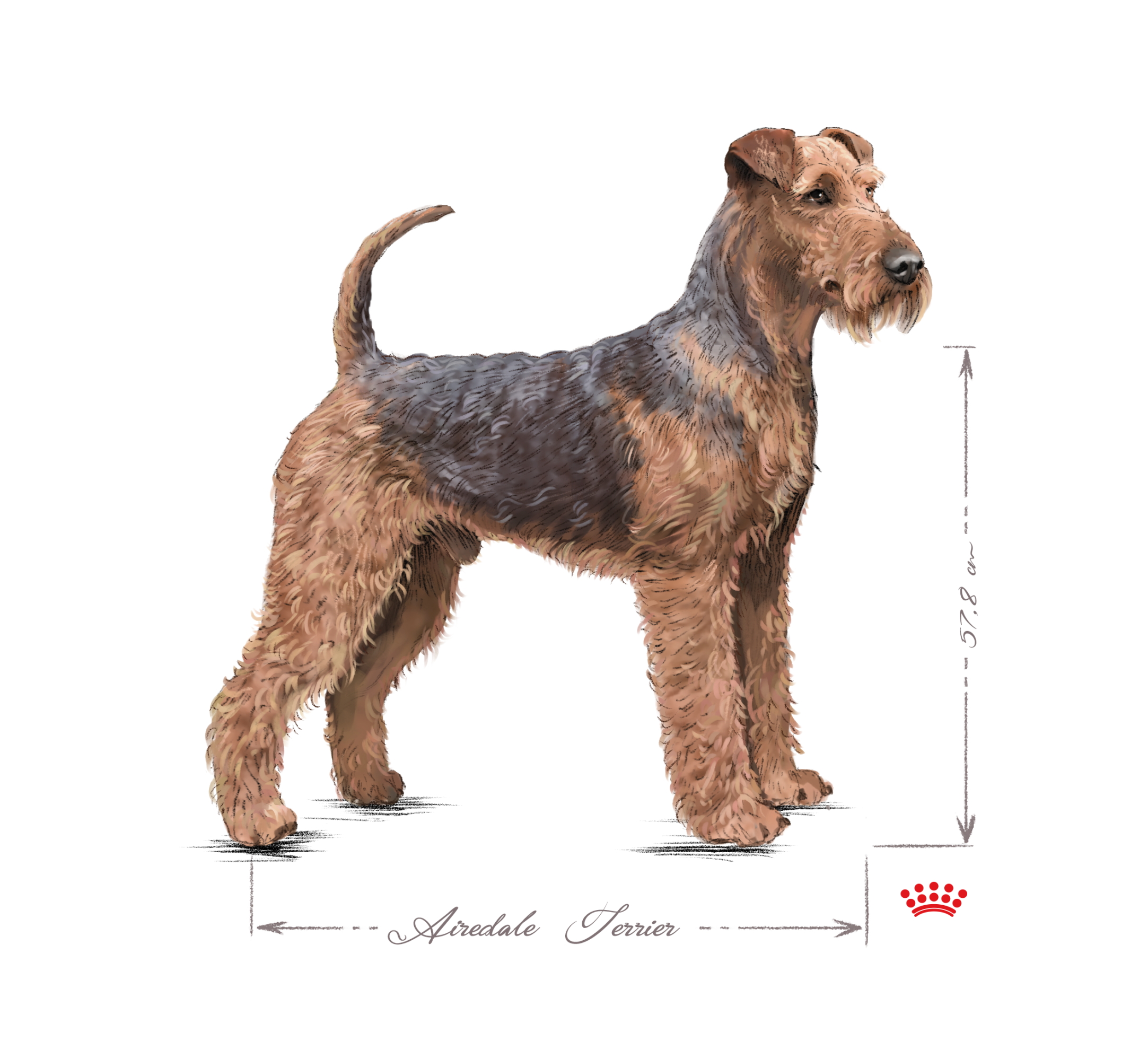 Airedale Terrier Adult in black and white