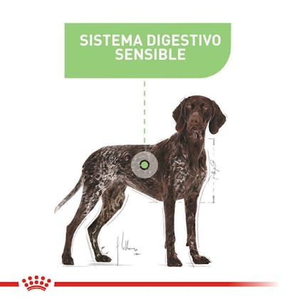 DIGESTIVE CARE MAXI COLOMBIA 4