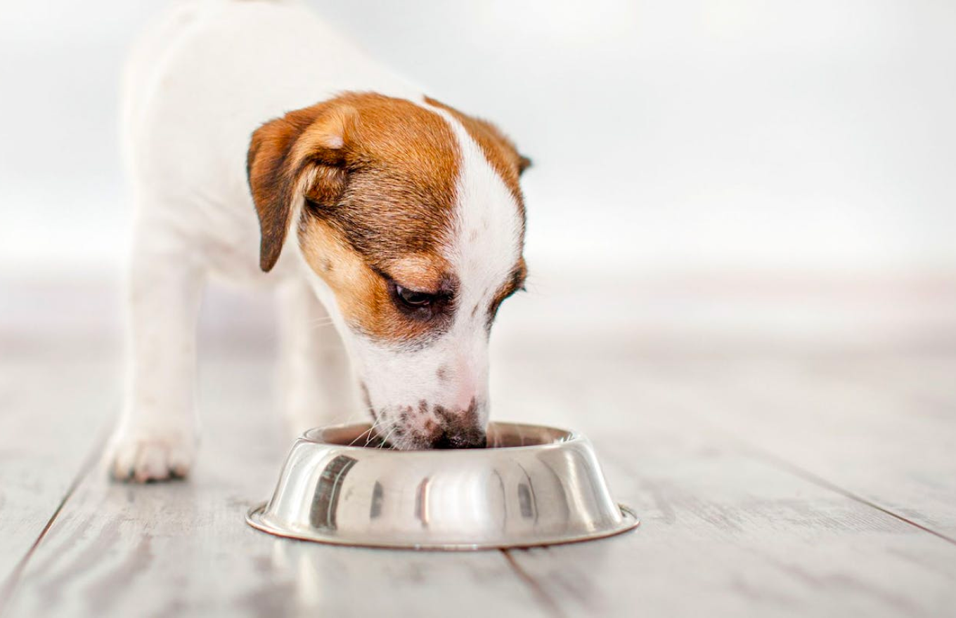Seorang anak anjing makan makanan kering dari mangkuknya