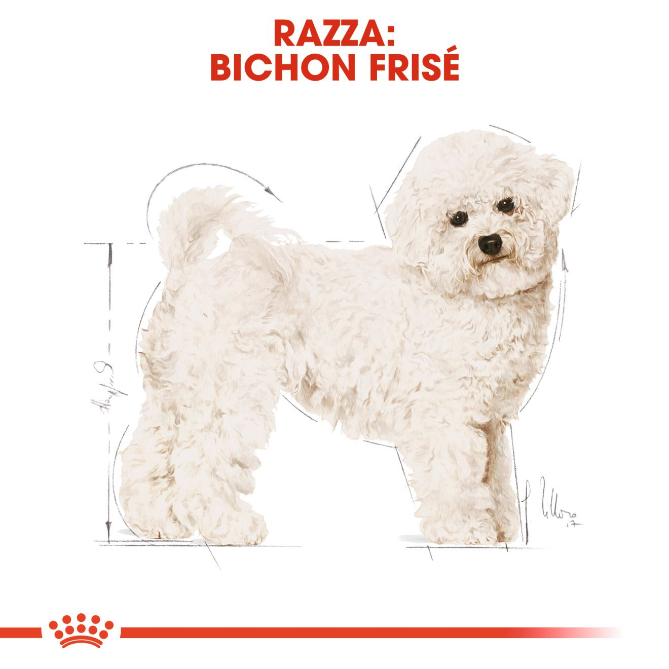 Bichon Frisé Adult