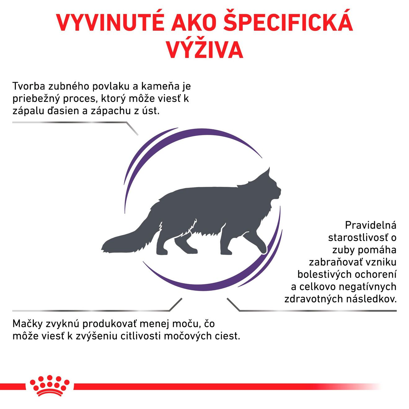 VHN Dental cat