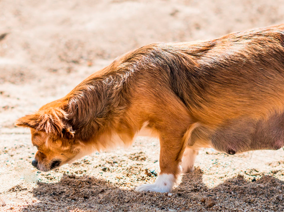 Zwangere hond snuffelt op het zand